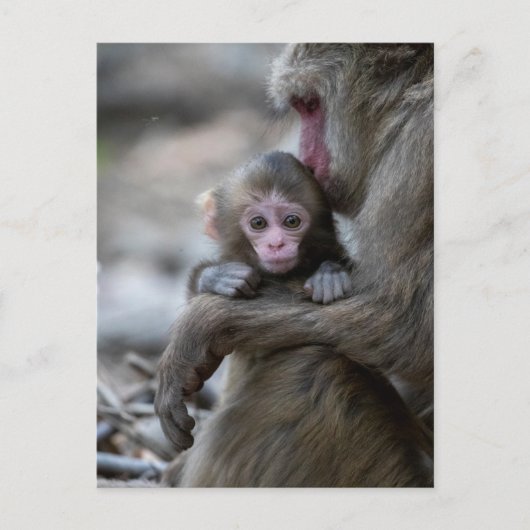 Carte Postale Animaux de bébés cutest | Singe et bébé japonais (Devant)