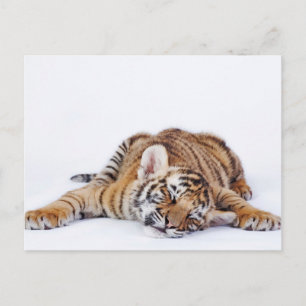 Carte Postale Animaux de bébés cutest Sleepy Baby Tiger Cub
