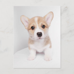 Carte Postale Animaux de bébés cutest Tiny Corgi