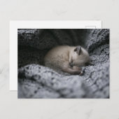 Carte Postale Animaux de bébés cutest | Tiny Kitten Dormir (Devant / Derrière)