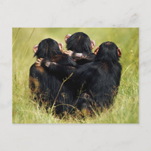 Carte Postale Animaux de bébés cutest Trois chimpanzés en trai