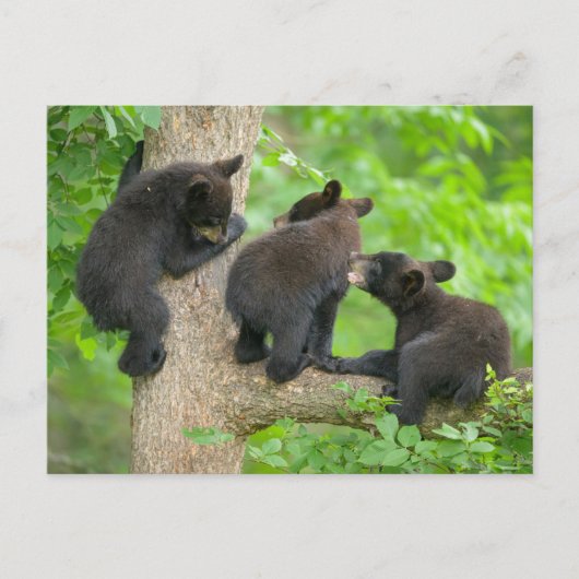 Carte Postale Animaux de bébés cutest | Trois jeunes petits ours (Devant)