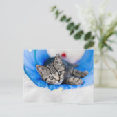 Carte Postale Animaux de bébés cutest | Tunnel Tabby Kitten en J (Debout devant)