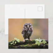 Carte Postale Animaux de bébés cutest | Un hibou-bébé (Devant / Derrière)