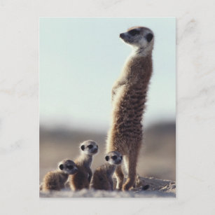 Carte Postale Animaux de bébés cutest   Une famille de Meerkats