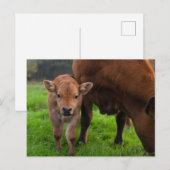 Carte Postale Animaux de bébés cutest | Vache et veau (Devant / Derrière)