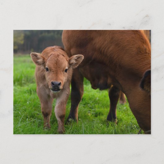 Carte Postale Animaux de bébés cutest | Vache et veau (Devant)