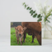 Carte Postale Animaux de bébés cutest | Vache et veau (Debout devant)