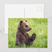 Carte Postale Animaux de bébés cutest | Vague d'ours Brown (Devant / Derrière)