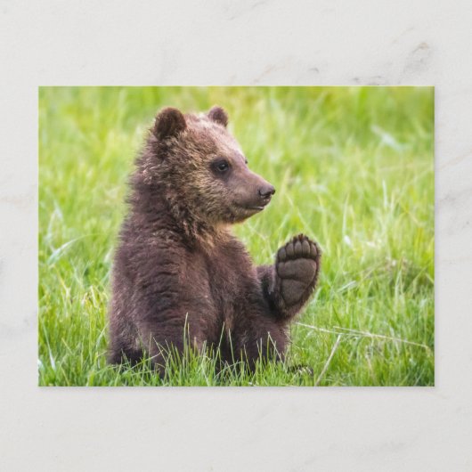 Carte Postale Animaux de bébés cutest | Vague d'ours Brown (Devant)