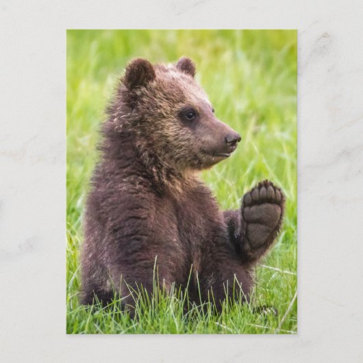 Carte Postale Animaux de bébés cutest | Vague d'ours Brown (Devant)