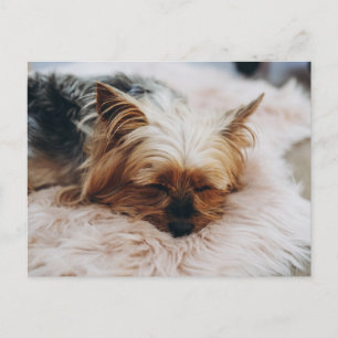 Carte Postale Animaux de bébés cutest   Yorkshire Terrier