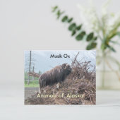 Carte Postale Animaux de boeuf musqué d'Alaska (Debout devant)