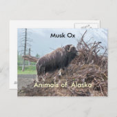 Carte Postale Animaux de boeuf musqué d'Alaska (Devant / Derrière)