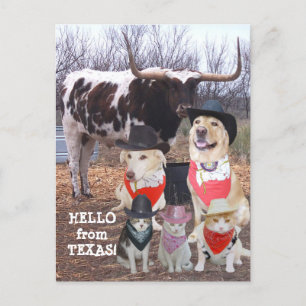 Carte Postale Animaux de compagnie Drôle Cowboy Bonjour du Texas