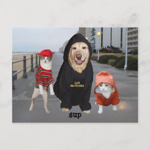 Carte Postale Animaux de compagnie/Lab & Chats/Sup/Whazup