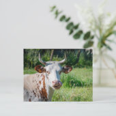 Carte Postale Animaux de ferme amusants - Humour de vache - Lang (Debout devant)