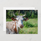 Carte Postale Animaux de ferme amusants - Humour de vache - Lang (Devant / Derrière)