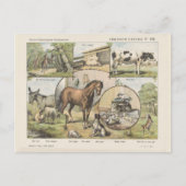 Carte Postale Animaux de ferme Vintage néerlandais (Devant)