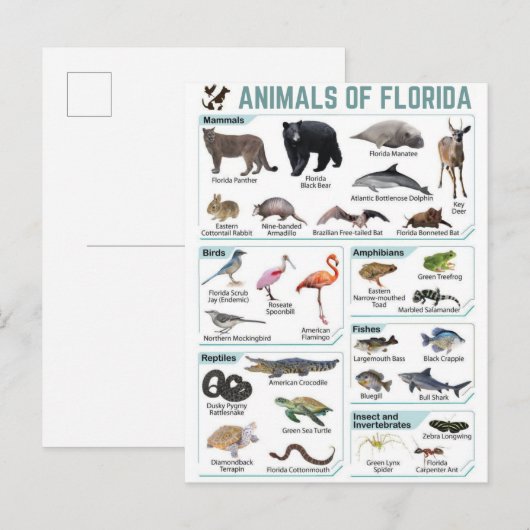 Carte Postale Animaux de Floride, faune sauvage de Floride, État (Devant / Derrière)