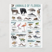 Carte Postale Animaux de Floride, faune sauvage de Floride, État (Devant)