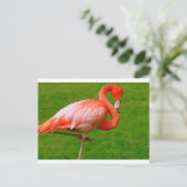 Carte Postale Animaux de zoo (Debout devant)