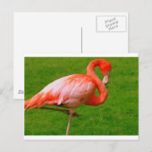 Carte Postale Animaux de zoo (Devant / Derrière)