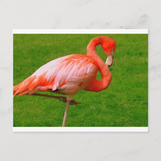 Carte Postale Animaux de zoo (Devant)
