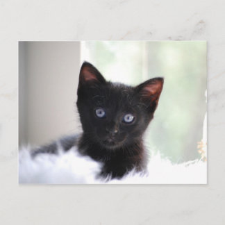 Carte Postale Animaux domestiques 17