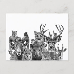 Carte Postale Animaux du désert de Sonoran Sud-Ouest