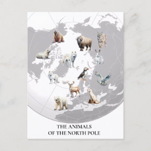 Carte Postale Animaux du pôle Nord Arctique