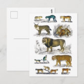 Carte Postale Animaux Félins (Devant / Derrière)