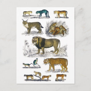 Carte Postale Animaux Félins