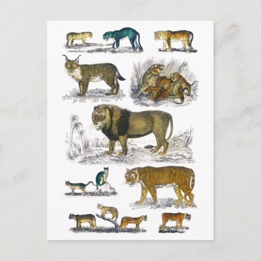 Carte Postale Animaux Félins (Devant)