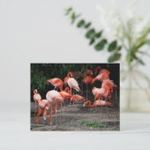 Carte postale Animaux-Flamants roses roses (Debout devant)