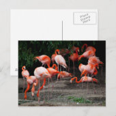 Carte postale Animaux-Flamants roses roses (Devant / Derrière)