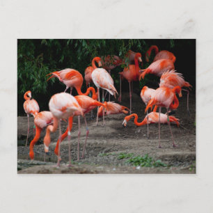 Carte postale Animaux-Flamants roses roses