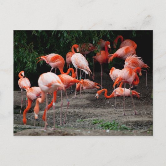 Carte postale Animaux-Flamants roses roses (Devant)