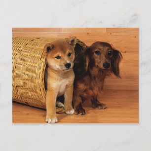 Carte Postale Animaux, Marionnettes mignonnes