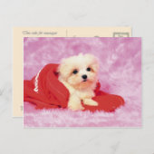 Carte Postale Animaux, Marionnettes mignonnes (Devant / Derrière)