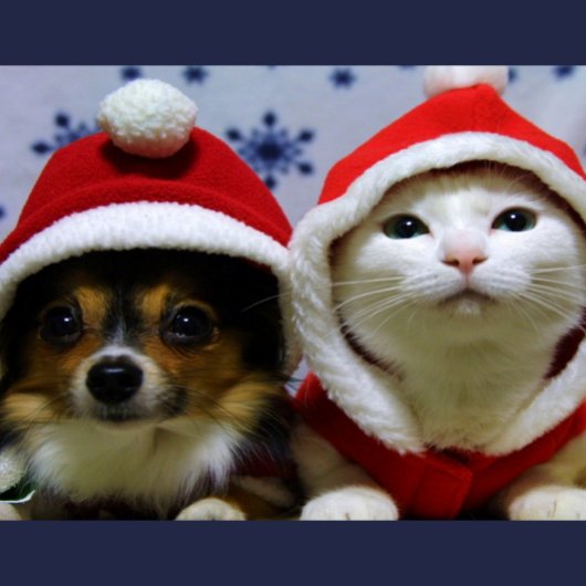 Carte Postale Animaux Mignons