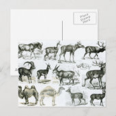 Carte Postale Animaux non galata ou à toit (Devant / Derrière)