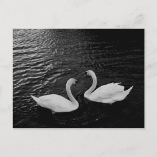 Carte Postale Animaux - Paire De Cygne