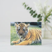 Carte Postale Animaux sauvages (Debout devant)