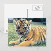 Carte Postale Animaux sauvages (Devant / Derrière)