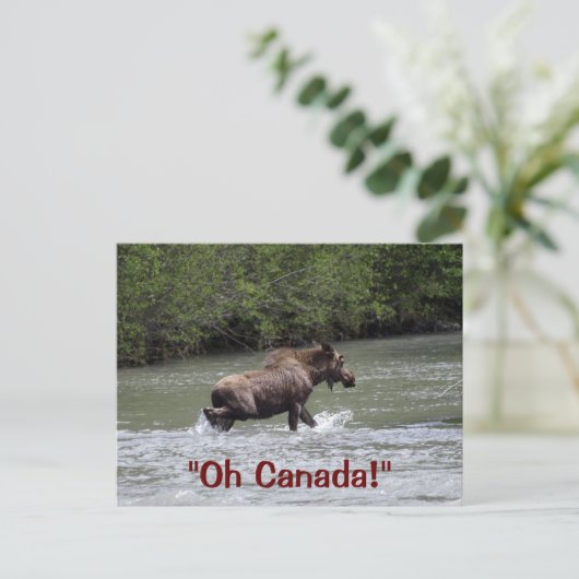 Carte Postale Animaux sauvages de l'orignal canadien (Debout devant)