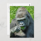 CARTE POSTALE ANIMAUX SAUVAGES - GORILLAS (Devant / Derrière)