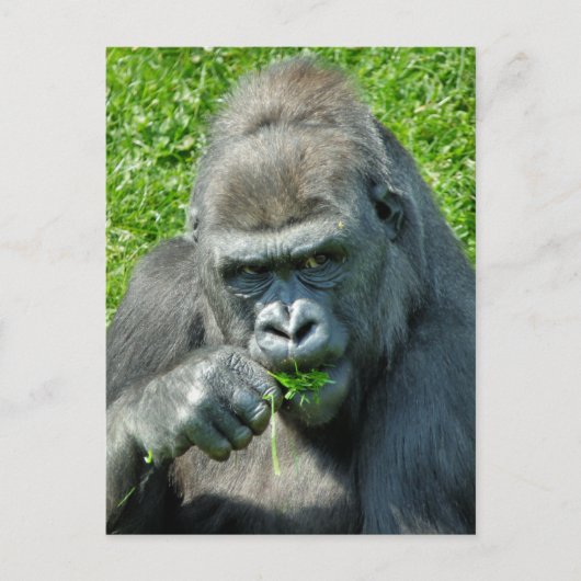 CARTE POSTALE ANIMAUX SAUVAGES - GORILLAS (Devant)