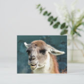 CARTE POSTALE ANIMAUX SAUVAGES - GUANACO (Debout devant)