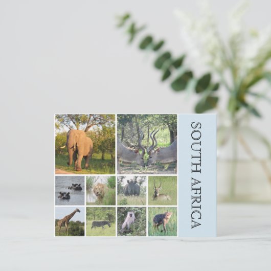 Carte Postale animaux sud-africains (Debout devant)